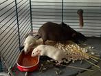 #Gratis Witte en Grijze Huisratjes, Rat, Augustus, Meerdere dieren, Tam
