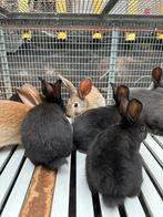 Jonge vleeskonijnen te koop, Dieren en Toebehoren, Konijnen, Groot, 0 tot 2 jaar