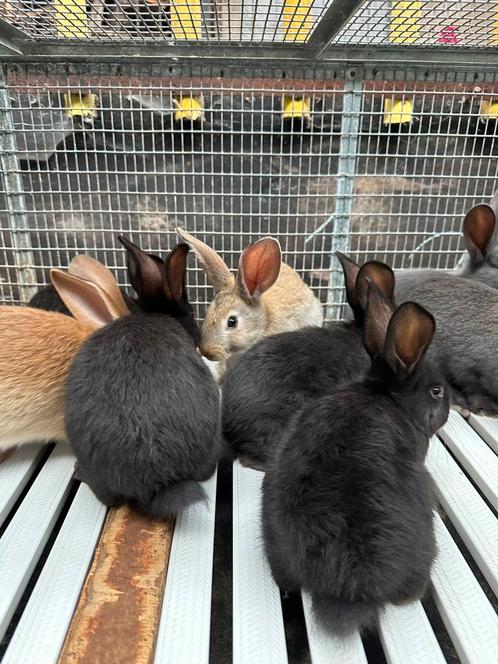 Jonge vleeskonijnen te koop, Dieren en Toebehoren, Konijnen, Groot, 0 tot 2 jaar