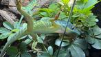anolis equestris potior