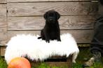 Sheprador pups, Dieren en Toebehoren, Overige rassen, CDV (hondenziekte), 8 tot 15 weken, Meerdere