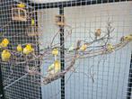 Kanaries te koop!, Dieren en Toebehoren, Vogels | Kanaries, Meerdere dieren, Kleurkanarie
