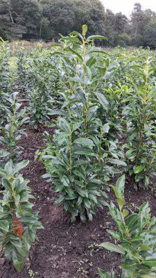 Smal blijvende laurier Prunus genolia 80-100cm en 100-125cm  beschikbaar voor biedingen