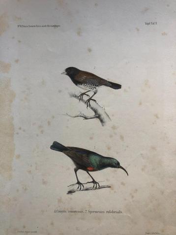 F Wanger Vogel Cimnyris comorensis / Spermestes rufodorsalis beschikbaar voor biedingen