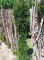 Taxus baccata haag heg schutting groenblijvend gratis, Tuin en Terras, Planten | Tuinplanten, Ophalen, Bloeit niet, Overige soorten