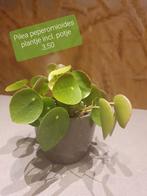 Div. Pannenkoekplantjes (Pilea), Huis en Inrichting, Kamerplanten, Overige soorten, Minder dan 100 cm, Ophalen of Verzenden, Halfschaduw