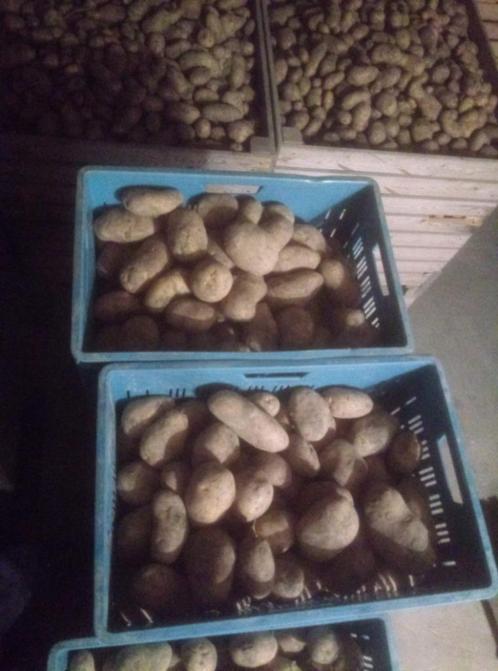 consumptie en patataardappelen, Zakelijke goederen, Agrarisch | Aardappelen, Groenten, Fruit en Vlees, Ophalen