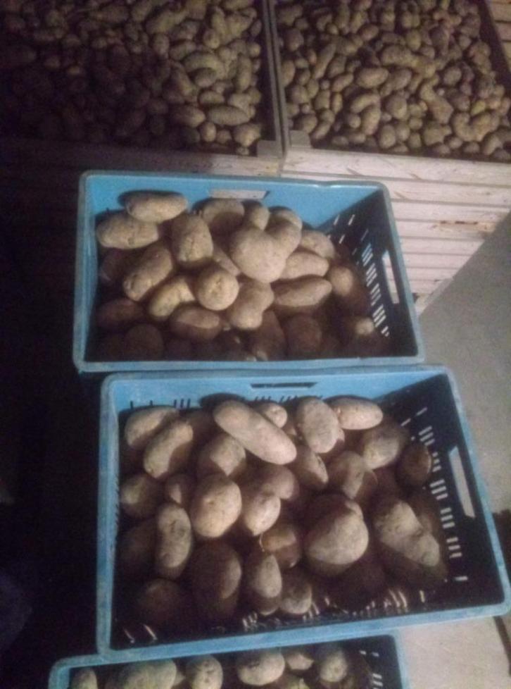 consumptie en patataardappelen, Zakelijke goederen, Agrarisch | Aardappelen, Groenten, Fruit en Vlees, Ophalen