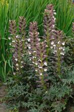 zaden Acanthus Mollis (vaste plant), Tuin en Terras, Verzenden, Voorjaar, Volle zon, Zaad