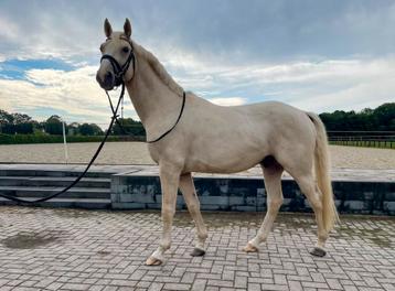 3,5 jarige all round palomino hengst beschikbaar voor biedingen