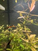 Vissen ruilen, Dieren en Toebehoren, Vis