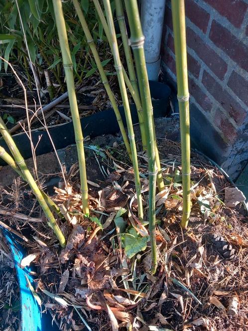Bamboe, Tuin en Terras, Planten | Tuinplanten, Overige soorten, Halfschaduw, Bloeit niet, Ophalen of Verzenden