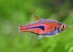 trigonostigma espei €2,95, Vis, Zoetwatervis