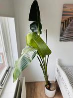 Grote strelitzia, Ophalen, Halfschaduw, 200 cm of meer