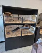 Cavia flat, Ophalen, 90 cm of meer, Hok, Cavia