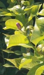 bio stekjes citrus mandarijn Egypte baby’s 2-9 maanden oud, Fruitplant, Ophalen of Verzenden, In pot, Minder dan 100 cm