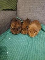 Te koop 3 cavia zeugjes van jaar en 2 jaar oud, Dieren en Toebehoren, Knaagdieren, Oktober, Vrouwelijk, Cavia