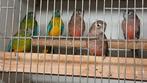 turquosine parkieten  poppen, Dieren en Toebehoren, Vogels | Parkieten en Papegaaien, Meerdere dieren, Parkiet