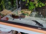 Axolotl copper man, Dieren en Toebehoren, Amfibie, 0 tot 2 jaar