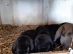 hangoordwergjes, Dieren en Toebehoren, Meerdere dieren, Dwerg, Hangoor, 0 tot 2 jaar