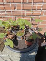 DOORNLOZE braam   aardbeien plant, Tuin en Terras, Ophalen, Zomer, Volle zon