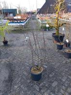 Meerstammige Krentenboom Amelanchier Lamarckii, Overige soorten, Lente, 100 tot 250 cm, Ophalen