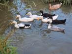 Indische loopeend pullen, natuurbroed, van 27mei, Dieren en Toebehoren, Pluimvee, Geslacht onbekend, Eend