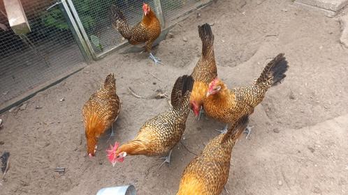 Friese hoen goudpellen groot, Dieren en Toebehoren, Pluimvee, Kip, Vrouwelijk