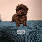 bijzondere kleurtjes choco shih tzu pups, Overige rassen, 8 tot 15 weken, Meerdere, Meerdere dieren