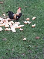 2 Drense patrijs, Dieren en Toebehoren, Meerdere dieren, Overige soorten