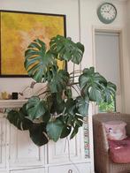 Monstera deliciosa met pot 2 stuks, Ophalen, Overige soorten, 100 tot 150 cm