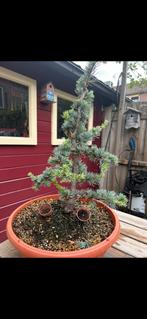 Mooie Ceder Atlantica (Pre) Bonsai, Tuin en Terras, Planten | Bomen, Bloeit niet, Overige soorten, Minder dan 100 cm, Ophalen