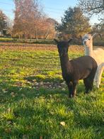 Twee mooi jonge alpaca merries, Dieren en Toebehoren, Juni, Vrouwelijk
