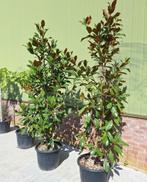 Magnolia grandiflora, Tuin en Terras, Planten | Bomen, Ophalen, Lente, Volle zon, Overige soorten
