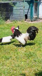 Zeer zeldzame Lakenvelder kriel hennen te koop 4 stuks met e, Dieren en Toebehoren, Meerdere dieren, Kip