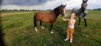 Brave drachtige C pony + Zwarte shet met bont veulen, Dieren en Toebehoren, Pony's, Merrie, 3 tot 6 jaar, C pony (1.27m tot 1.37m)