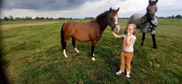 Brave drachtige C pony + Zwarte shet met bont veulen beschikbaar voor biedingen