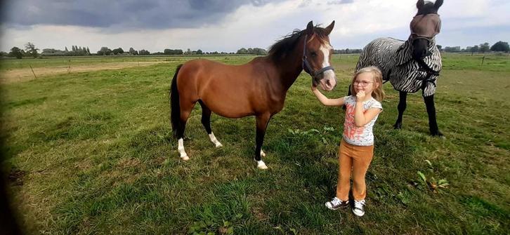 Brave drachtige C pony + DrachtigeZwarte shet, Dieren en Toebehoren, Pony's, Merrie, Onbeleerd, C pony (1.27m tot 1.37m), Recreatiepony