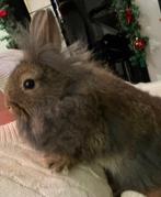 3 jonge dwerg konijntjes te koop, Dieren en Toebehoren, Konijnen, Meerdere dieren, Dwerg, 0 tot 2 jaar