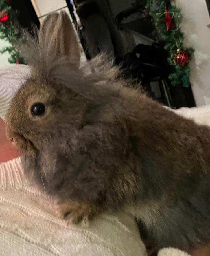 3 jonge dwerg konijntjes te koop, Dieren en Toebehoren, Konijnen, Dwerg, Meerdere dieren, 0 tot 2 jaar