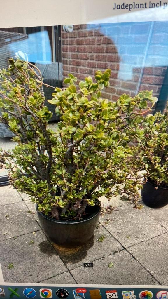 Gezocht gratis grote bloempotten , bakken, Tuin en Terras, Bloembakken en Plantenbakken, Gebruikt, Steen, Balkon, 30 tot 60 cm