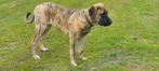 kruising presa canario x kaukasische herder, 15 weken tot 1 jaar, Teef, Eén hond, Nederland