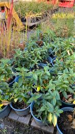 Viburnum tinus, Ophalen of Verzenden, Overige soorten, Halfschaduw