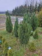 Blauwe coniferen, Tuin en Terras, Planten | Struiken en Hagen, Ophalen of Verzenden, Conifeer, 100 tot 250 cm