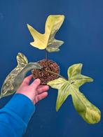 Philodendron Florida Beauty p12 (4)