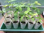Chili Pepers moestuin planten - per stuk, Tuin en Terras, Ophalen, Volle zon, Groenteplanten, Eenjarig