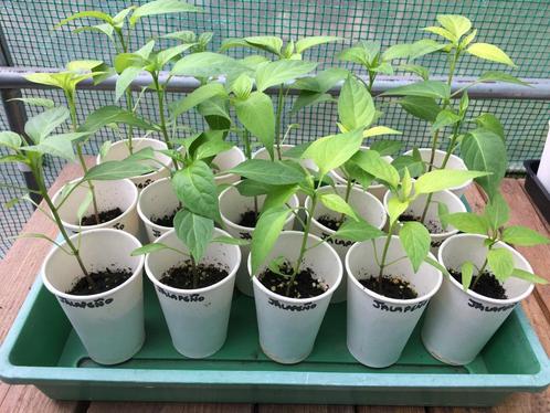 Chili Pepers moestuin planten - per stuk, Tuin en Terras, Planten | Tuinplanten, Eenjarig, Groenteplanten, Volle zon, Zomer, Ophalen