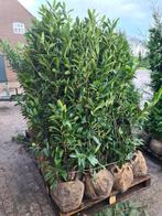 Laurierhaag - Prunus Caucasica leverbaar in alle maten, Ophalen of Verzenden, Laurier, Haag, 100 tot 250 cm