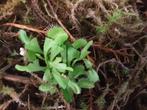 Venus Vliegenvanger - Venus Flytrap - Dionaea Muscipula, Huis en Inrichting, Kamerplanten, Overige soorten, Minder dan 100 cm