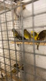 Kanaries, Dieren en Toebehoren, Meerdere dieren, Kleurkanarie
